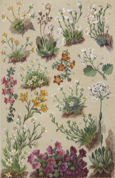 Alpin flora (chromolitho) av European School