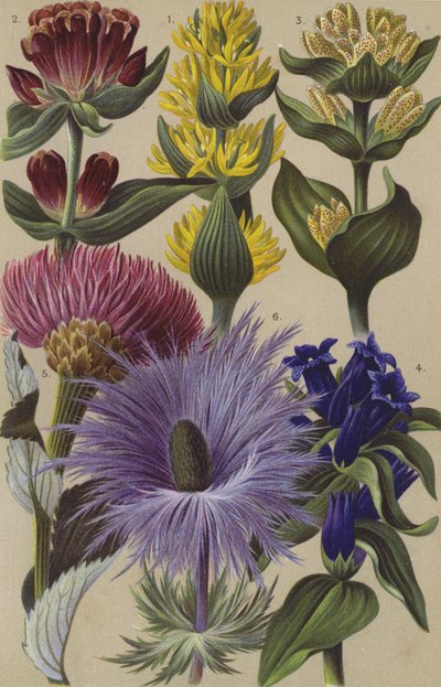 Alpin flora av European School