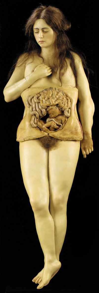 Anatomisk modell av en äggstocksgraviditet av European School