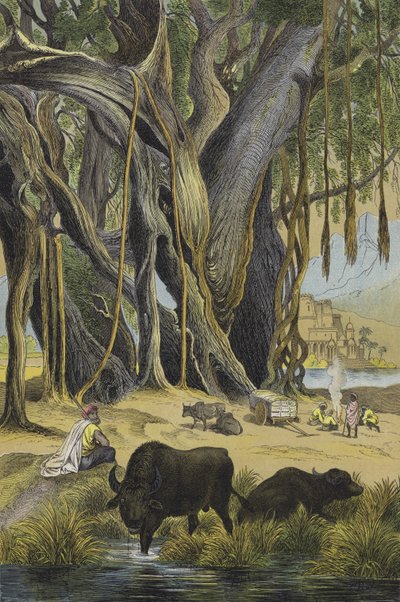 Djur och växter i Indien (färg litho) av European School
