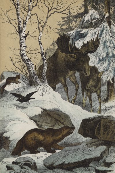 Djur och växter i Lappland (färg litho) av European School