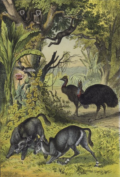 Djur och växter i södra Asien (färg litho) av European School