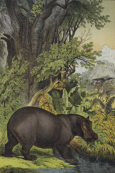 Djur och växter i kärrskogar i Sudan (färg litho) av European School