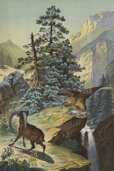 Djur och växter i Alperna (färg litho) av European School