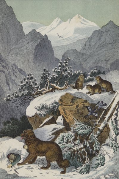 Djur och växter i Alperna (färg litho) av European School