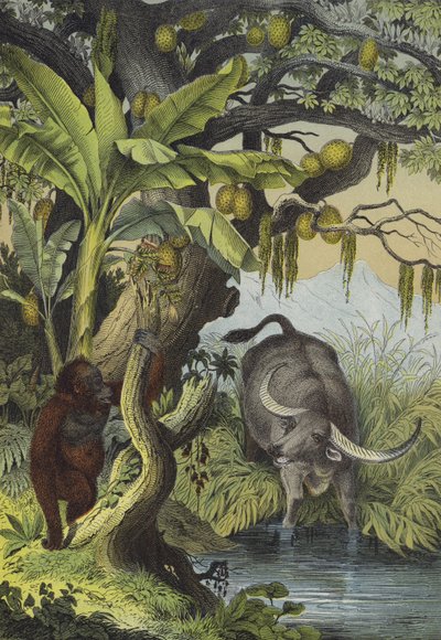 Djur och växter på öarna i södra Asien (färg litho) av European School