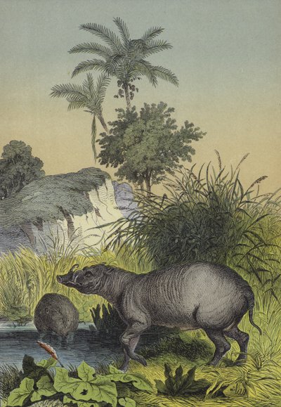 Djur och växter på öarna i södra Asien (färg litho) av European School
