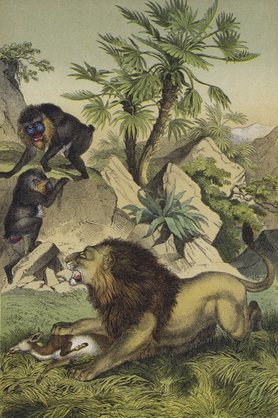 Djur och växter i bergsskogarna i Västafrikas kust (färg litho) av European School
