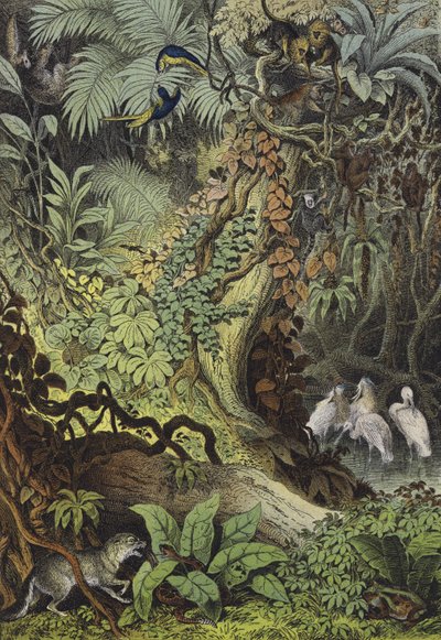 Djur i Brasilien (färg litho) av European School