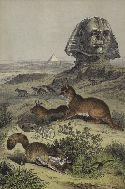 Djur i Egypten (färg litho) av European School