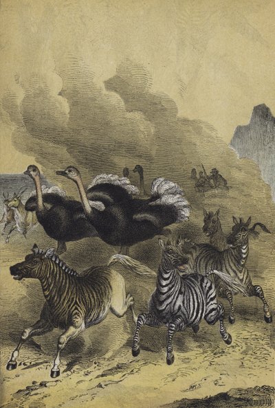 Djur i södra Afrika (färg litho) av European School