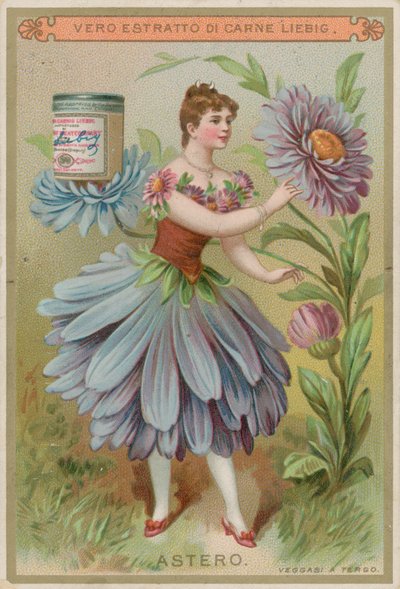 Aster Flower Girl av European School