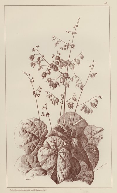 Bigonia (medlemmar) av European School