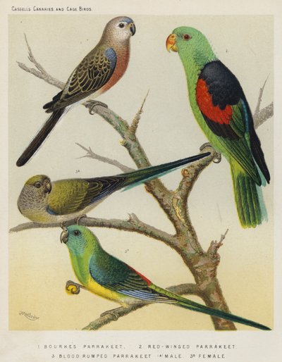 Bourkes Parrakeet, Red-Winged Parrakeet, Blodrumped Parrakeet, Hane, Hona (färg litho) av European School