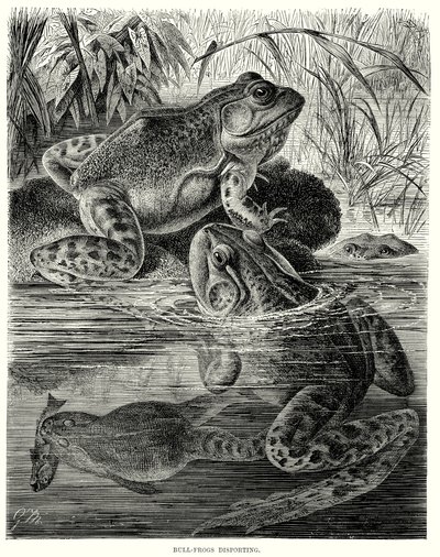Tjurgrodor som förskjuter sig (gravyr) av European School