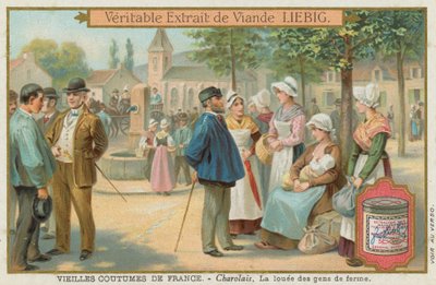 Charolais av European School