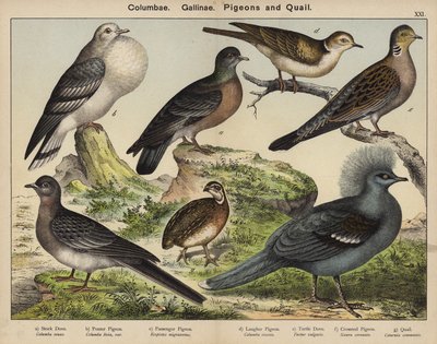 Columbae, Gallinae, duvor och vaktlar (färglitografi) av European School