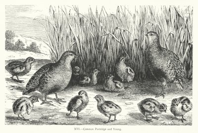 Common Partridge and Young (gravyr) av European School