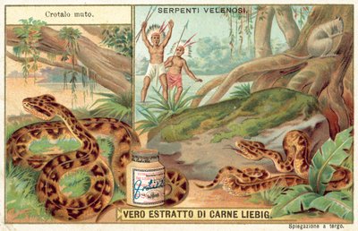 Copperhead (chromolitho) av European School