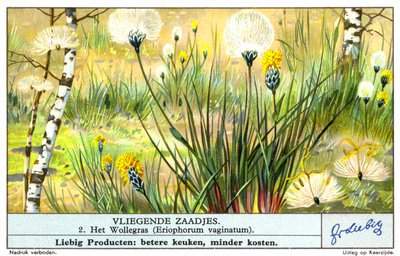 Bomullsgräs (Eriophorum vaginatum) (chromolitho) av European School