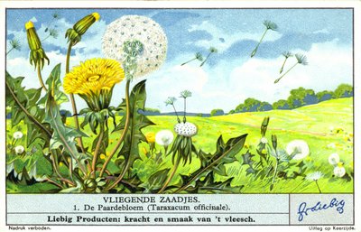 Maskros (Taraxacum officinale) (chromolitho) av European School