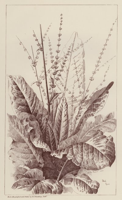 Docka, Rumex (litho) av European School
