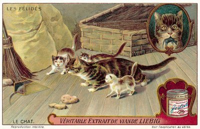 Tamkatt (chromolitho) av European School