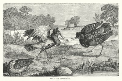 Duell mellan ruff (gravyr) av European School
