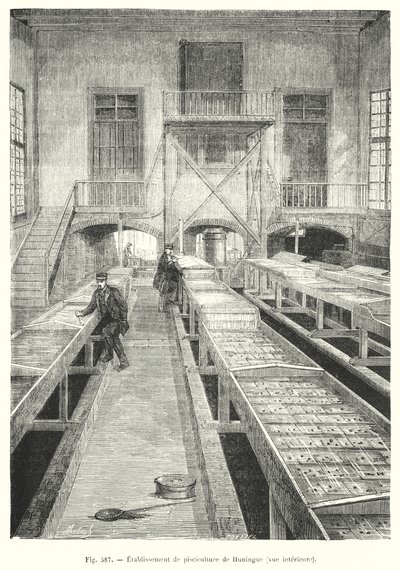 Huningue fiskodling, interiör vy. (gravyr) av European School