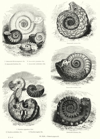 Fossil av ammoniter och nautilus (litho) av European School