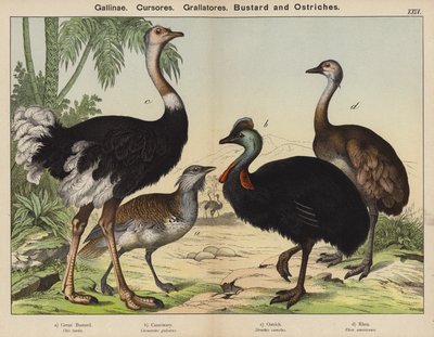 Ladugårdslöpare, Grallatorer, Bustard och Struts (färg litho) av European School