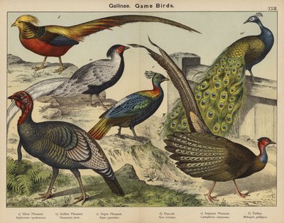Gallinae, Viltfåglar (färglitografi) av European School