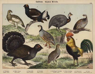 Gallinae, viltfåglar av European School