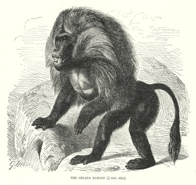 Gelada babian (gravyr) av European School