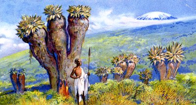 Jättelik jordmandel, Kilimanjaro, Afrika av European School