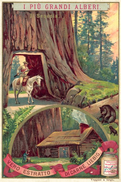 Jätte Sequoia-träd (chromolitho) av European School
