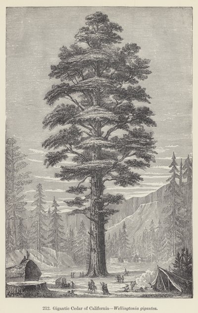 Gigantic Cedar of California, Wellingtonia gigantea (gravyr) av European School