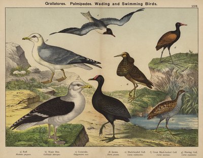 Grallatores, Palmipedes, vadande och simmande fåglar (färglitografi) av European School