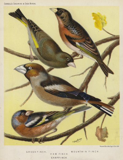 Grön fink, bergfink, bofink, bofink (färg litho) av European School