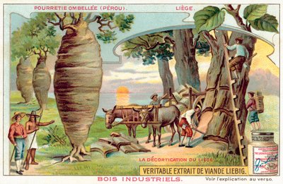 Skörda bark från träd i Peru (chromolitho) av European School