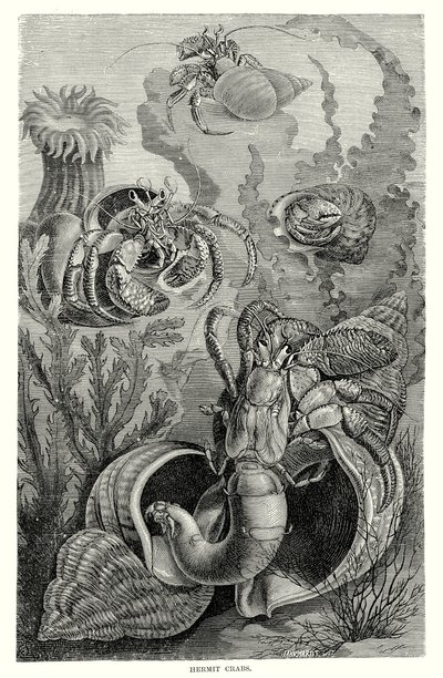 Eremitkräftor (gravyr) av European School