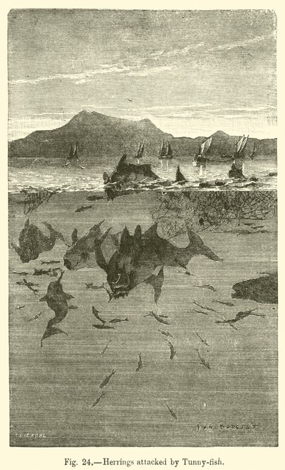 Sill attackerad av Tunny-fish (gravyr) av European School