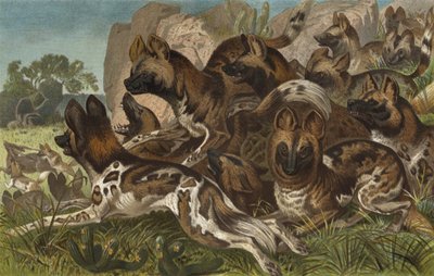 Hianenhund av European School