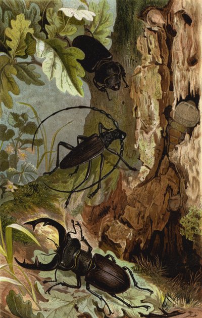 Stag Beetle och Heldbock av European School