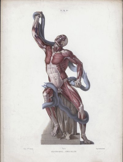 Illustration för The Anatomy of the External Forms of Man: Laocoon (färg litho) av European School