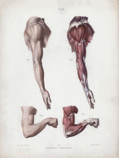 Illustration för The Anatomy of the External Forms of Man: Manliga armar och händer (färg litho) av European School