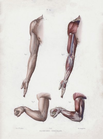 Illustration för The Anatomy of the External Forms of Man: Manliga armar och händer (färg litho) av European School