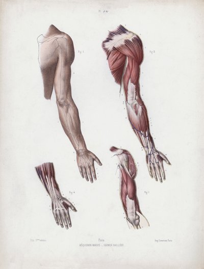 Illustration för The Anatomy of the External Forms of Man: Manliga armar och händer av European School