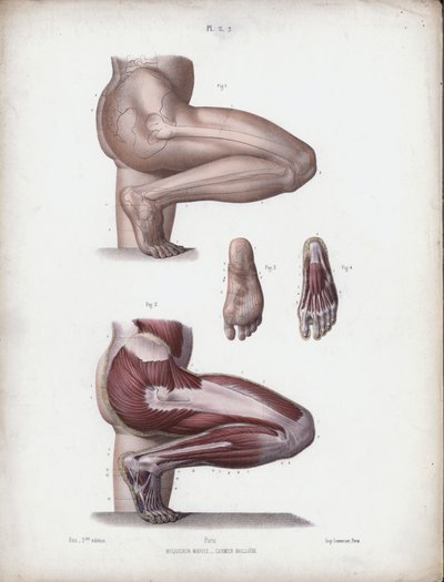 Illustration för The Anatomy of the External Forms of Man: Manliga ben och fot (färg litho) av European School