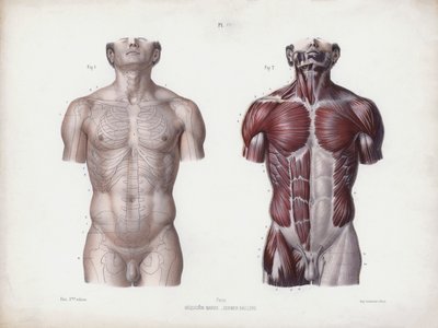 Illustration för The Anatomy of the External Forms of Man: Manlig torso, framifrån (färg litho) av European School